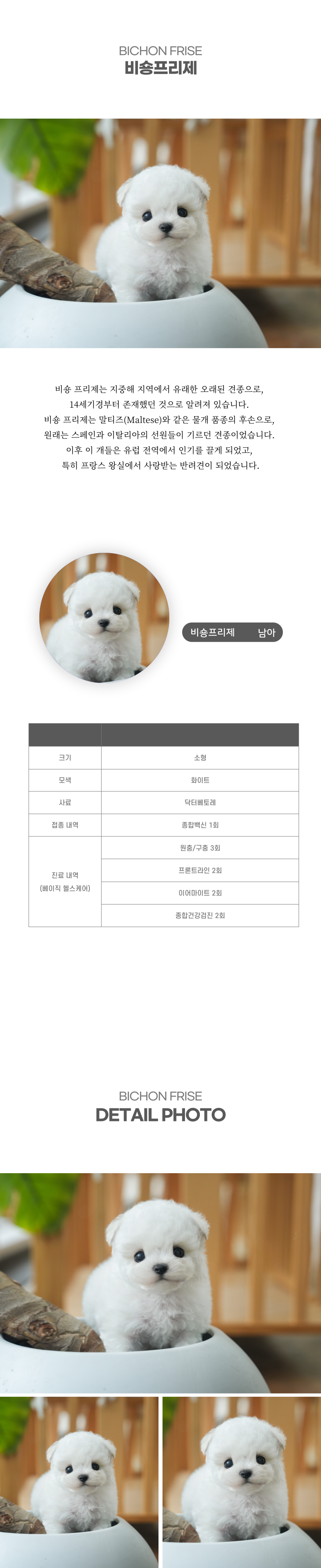 미니비숑_상세이미지_2
